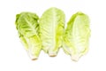 Baby Cos Lettuce. Royalty Free Stock Photo