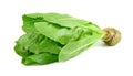 Baby Cos lettuce isolated on white background Royalty Free Stock Photo