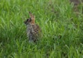 Baby cottontail rabbit