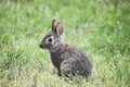 Baby Cottontail Rabbit enjoying the green green grass of my home Royalty Free Stock Photo