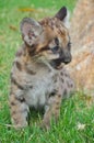 Baby cougar Royalty Free Stock Photo