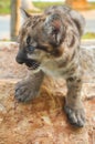 Baby cougar Royalty Free Stock Photo