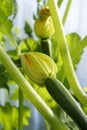 Baby courgettes with young flowers Royalty Free Stock Photo