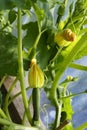 Baby courgettes with young flowers Royalty Free Stock Photo