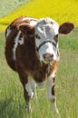 Baby cow Royalty Free Stock Photo