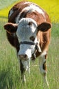 Baby cow Royalty Free Stock Photo