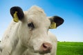 Baby cow Royalty Free Stock Photo
