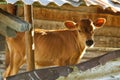 Baby cow - calf in the farm Royalty Free Stock Photo