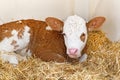 Baby cow calf in straw Royalty Free Stock Photo