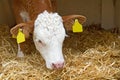 Baby cow calf in straw Royalty Free Stock Photo