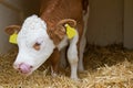Baby cow calf in straw Royalty Free Stock Photo