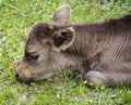 Baby Cow (closeup )in Kalajun Grassland