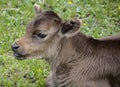 Baby Cow (closeup )in Kalajun Grassland