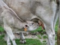 Baby cow drinking milk