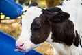 Baby cow drinking water Royalty Free Stock Photo