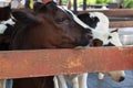 Baby cow in the farm. Royalty Free Stock Photo