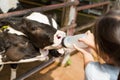 Baby cow feeding on milk bottle by hand child