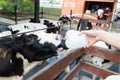 Baby cow feeding on milk bottle by hand Woman Royalty Free Stock Photo