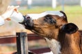 Baby cow feeding on milk bottle by hand woman Royalty Free Stock Photo