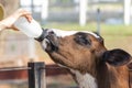 Baby cow feeding on milk bottle by hand woman Royalty Free Stock Photo