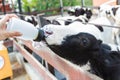 Baby cow feeding on milk bottle by hand of Woman Royalty Free Stock Photo