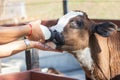 Baby cow feeding on milk bottle by hand of Woman Royalty Free Stock Photo