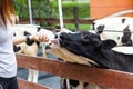 Baby cow feeding on milk bottle Royalty Free Stock Photo