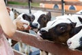 Baby cow feeding on milk bottle by hand woman Royalty Free Stock Photo