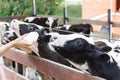 Baby cow feeding on milk bottle by hand Woman Royalty Free Stock Photo