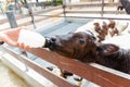 Baby cow feeding on milk bottle by hand Woman Royalty Free Stock Photo