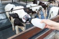 Baby cow feeding on milk bottle by hand Woman Royalty Free Stock Photo