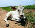 Baby cow in the field, white color child cow,