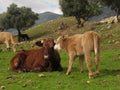 A mother cow sitting and her calf stands next to her Royalty Free Stock Photo