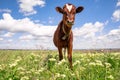 Baby cow grazing on a field with green grass and blue sky, little brown calf looking at the camera, cattle on a country side, Royalty Free Stock Photo