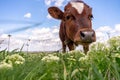 Baby cow grazing on a field with green grass and blue sky, little brown calf looking at the camera, cattle on a country side, Royalty Free Stock Photo