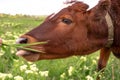 Baby cow grazing on a field with green grass and blue sky, little brown calf looking at the camera, cattle on a country side, Royalty Free Stock Photo