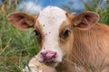 Baby cow on a mountain pasture looking at the camera Royalty Free Stock Photo