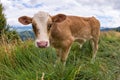 Baby cow on a mountain pasture looking at the camera Royalty Free Stock Photo