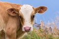 Baby cow on a mountain pasture looking at the camera Royalty Free Stock Photo