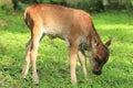 Wildlife, deer, fauna, grass, white, tailed, grazing, terrestrial, animal, impala, pasture, grassland, snout, antelope, organism, Royalty Free Stock Photo