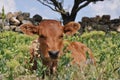 Baby cow with rural landscape background Royalty Free Stock Photo