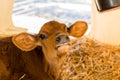 Baby Cows at a Dairy Farm in Central Pennsylvania Royalty Free Stock Photo