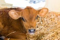 Baby Cows at a Dairy Farm in Central Pennsylvania Royalty Free Stock Photo