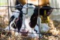 Baby Cows at a Dairy Farm in Central Pennsylvania Royalty Free Stock Photo