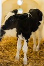 Baby Cows at a Dairy Farm in Central Pennsylvania Royalty Free Stock Photo