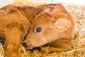 Baby Cows at a Dairy Farm in Central Pennsylvania Royalty Free Stock Photo