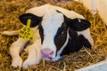 Baby Cows at a Dairy Farm in Central Pennsylvania Royalty Free Stock Photo