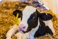 Baby Cows at a Dairy Farm in Central Pennsylvania Royalty Free Stock Photo