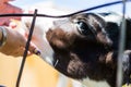 Baby Cows at a Dairy Farm in Central Pennsylvania Royalty Free Stock Photo