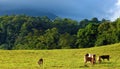 Baby cows eating grass in field with jungle and volcano in background, Costa Rica country. Royalty Free Stock Photo